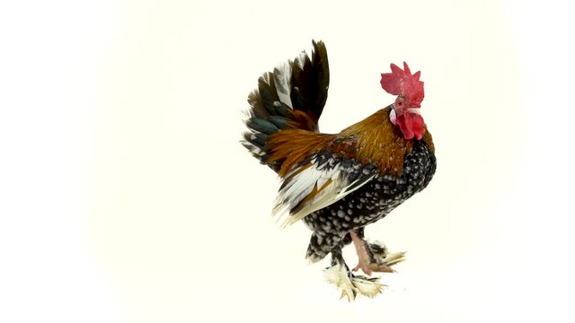 Rooster Milfler isolated at white background in studio