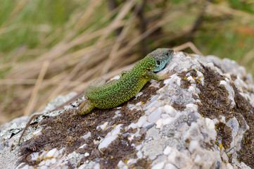 Close-up as a green lizard sunbaths on top of a piece of rock