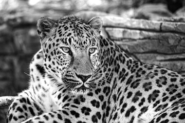 Black and white spotted leopard resting in the fresh air and watching others. Soft and selective focus.