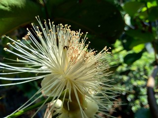 yzygium aqueum (watery rose apple, water apple, bell fruit) flower with natural background. The fruit has a very mild and slightly sweet taste similar to apples, and a crisp watery texture.