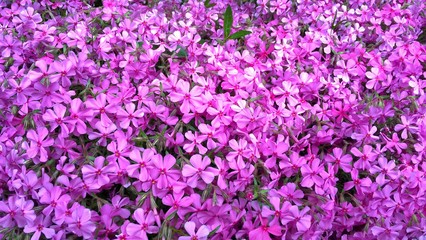 dywan różowych drobnych kwiatków