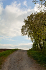 Fototapeta na wymiar A path between a field and a tree