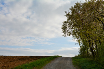 Fototapeta na wymiar A path between a plowed field and a tree