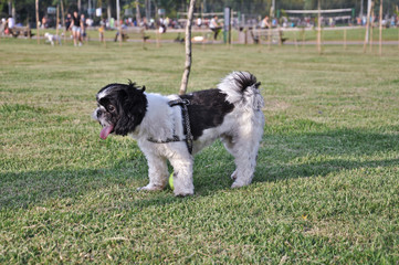 Shihtzu Dog at the Park 