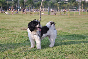 Shihtzu Dog at the Park 