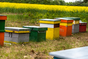 Bees on honeycomb.