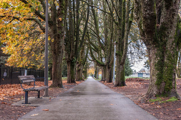Walkway at the park between trees