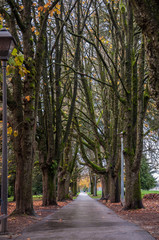 Walkway at the park between trees