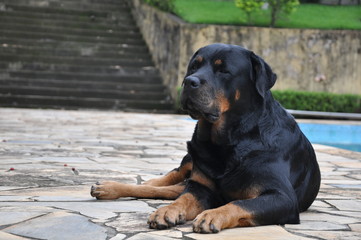 Rottweiler resting 