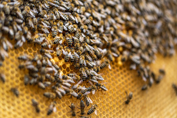 Bees on honeycomb.