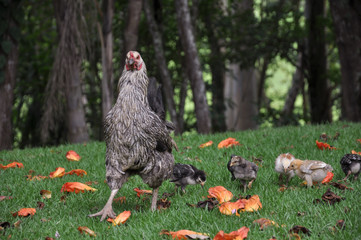 free range chickens and chicks