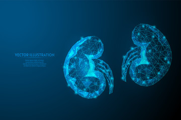 Human kidney close-up. Organ anatomy. Pilonifrit, nephroptosis, urolithiasis, renal failure. Innovative medicine and technology. 3d low poly wireframe vector illustration.