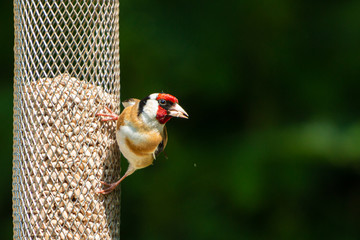 Goldfinch bird sitting on the feeder with green blured background
