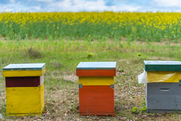 Bees on honeycomb.