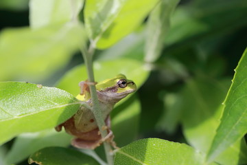 木陰で休むアマガエル