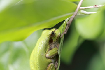 木陰で休むアマガエル