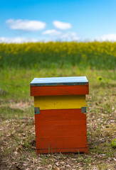 Bees on honeycomb.