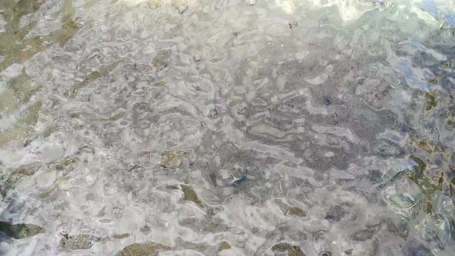 Two blue-yellow mother-of-pearl fishes splashing in silver seawater in shallow water (16). Abstract natural aqua background of the inhabitants of the Red Sea  in Sharm El Sheikh (Egypt)