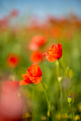Due papaveri in primo piano su sfondo sfocato di un campo di papaveri rossi
