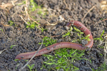 Earthworm creeps on the ground, close up