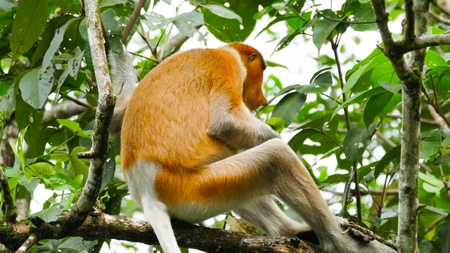 Female proboscis monkey in the wild, sitting on tree, eating leaves and looking around at Bako National Park, Borneo. Wild nature stock footage.