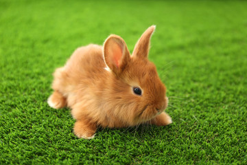 Adorable fluffy bunny on green grass, closeup. Easter symbol