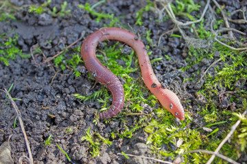 Earthworm creeps on the ground, close up