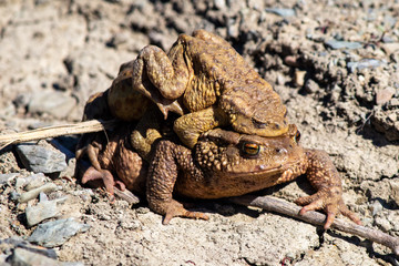 Frog carries on his back young frogs