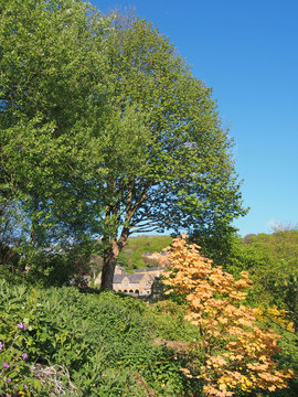 a tree with bright green spring foliage surrounded by vegetation and woodland with old stone buildings in the distance in hebden bridge west yorkshire