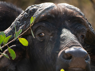 Buffle Africain en Gros plan
