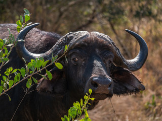 Buffle Africain en Gros plan