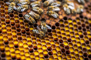 Bees on honeycomb.