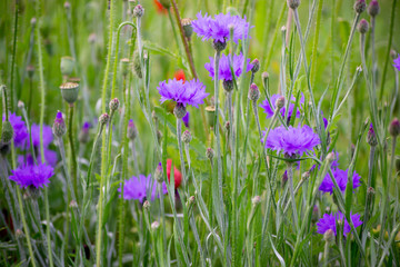 Obraz premium Beautiful of purple flower garden. Violet art design background. Blooming violet lilac flowers in a field. Spring concept.