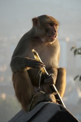 Rhesus Macaques at sunset on the top of Kathmandu