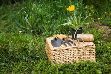 Spring flowers in wicker basket with garden tools. Concept of gardering.