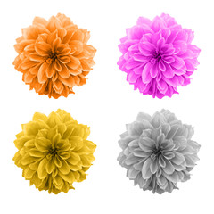 Set of coloured flowers on a white background. The flowers have been alerted in colour and are...