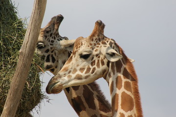 Girafas