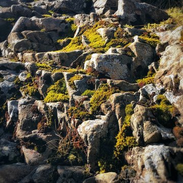 Moss On Rock Steps