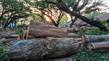big pile of wood in the forest