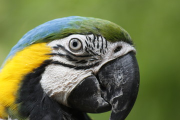 Guacamaya