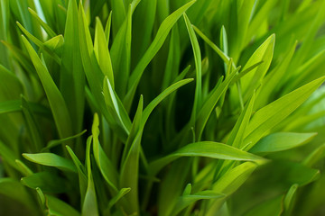 Fototapeta na wymiar light green fresh spring leaves gardening plant