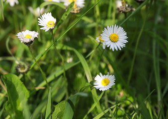 small white camomile in the green grass, summer time