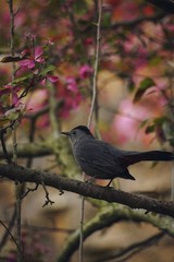 Gray catbird sitting on a cherry blossom branch, selective focus