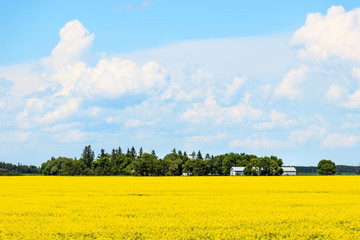 Canola field