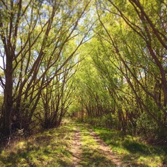 path in the willow forest