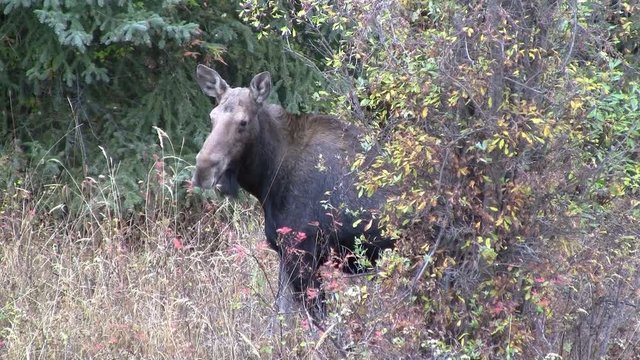 Cow Moose in Typical Habitat 