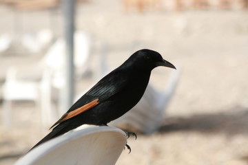 black bird sits on a plastic chair on the beach