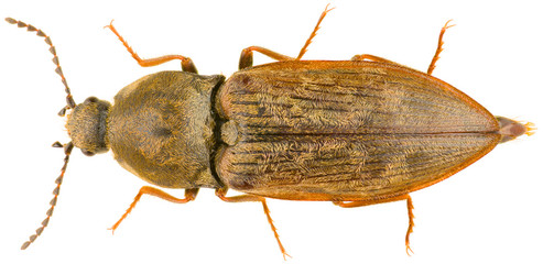 Prosternon tessellatum, the chequered click beetle, is a species of click beetle belonging to the...