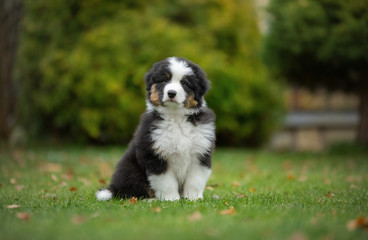 Puppy australian shepherd plays. Pet plays . dog in the yard on the grass