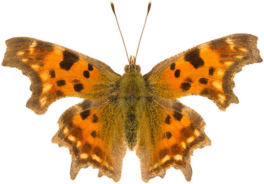 Polygonia c-album, the comma, is a butterfly species belonging to the family Nymphalidae. Dorsal view of isolated anglewing butterfly on white background.